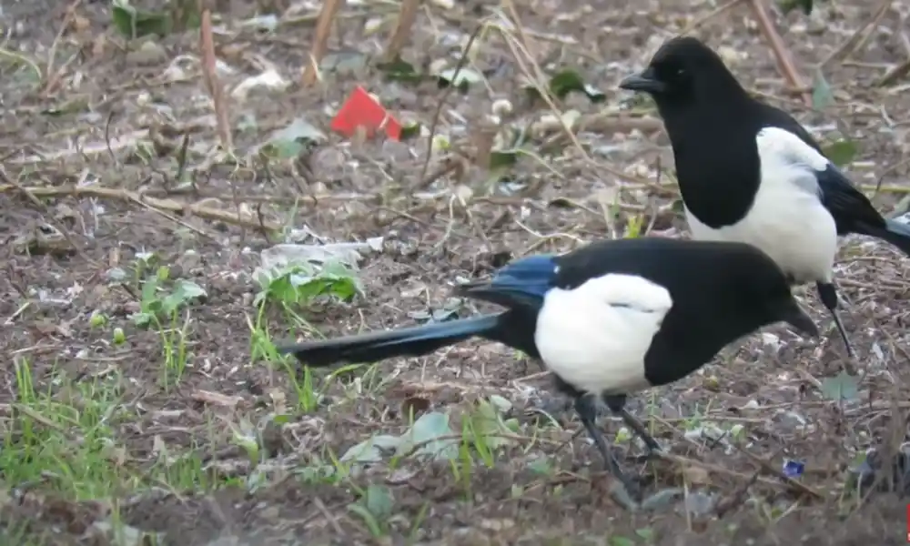 Magpie Bird: A Unique and Intelligent Companion