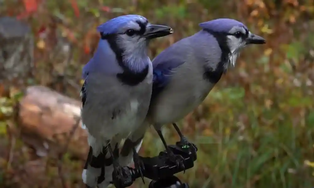 Blue Jay: A Bird Full of Personality and Beauty