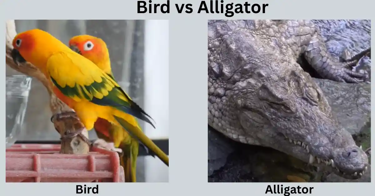 Bird vs Alligator