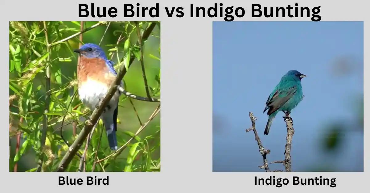 Blue Bird vs Indigo Bunting