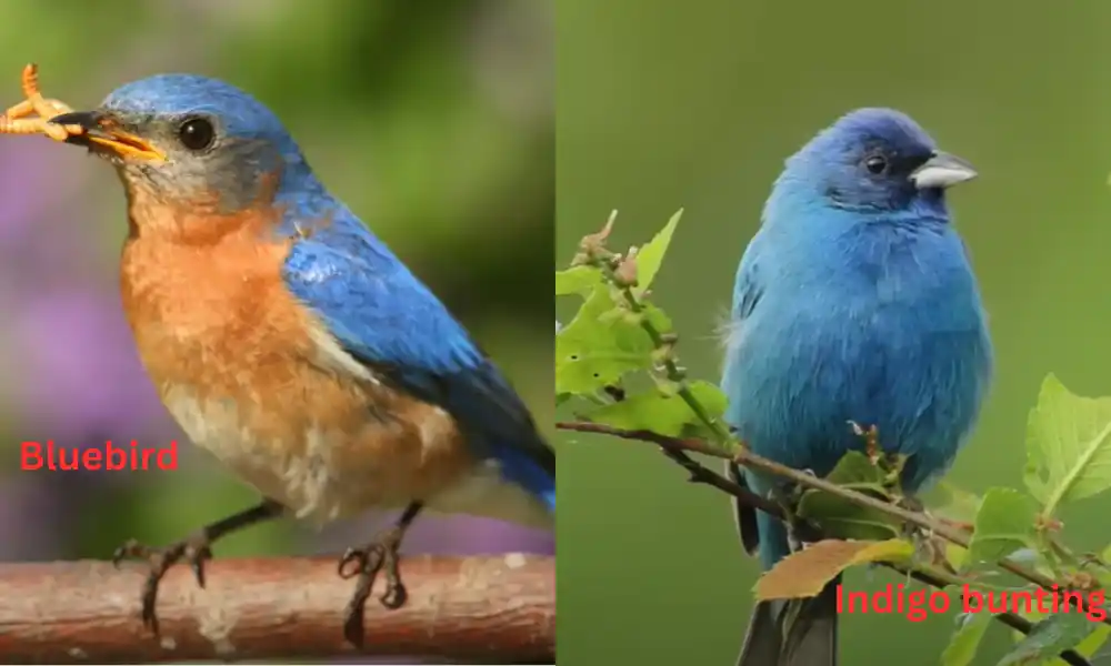 Bluebird vs Indigo bunting pictures