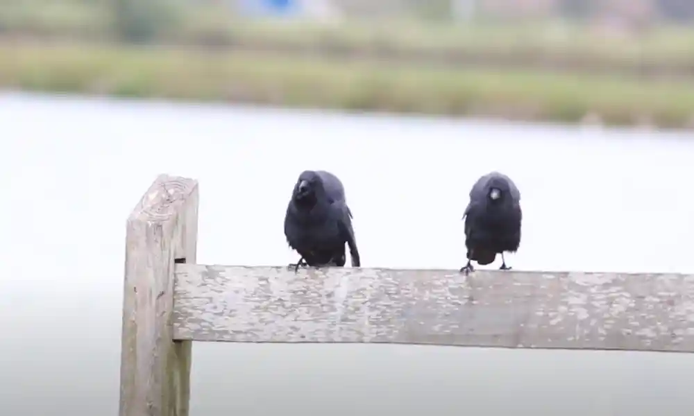 Fish Crow