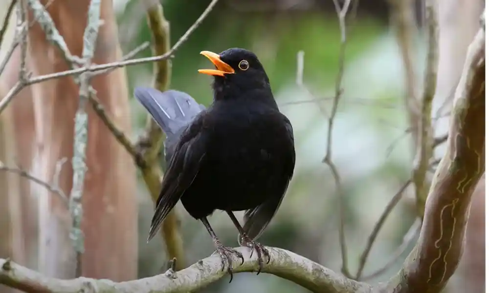 Black Birds