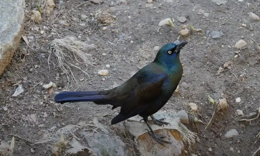 Common Grackle