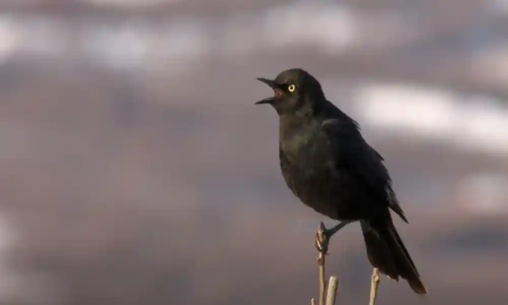 Rusty Blackbird