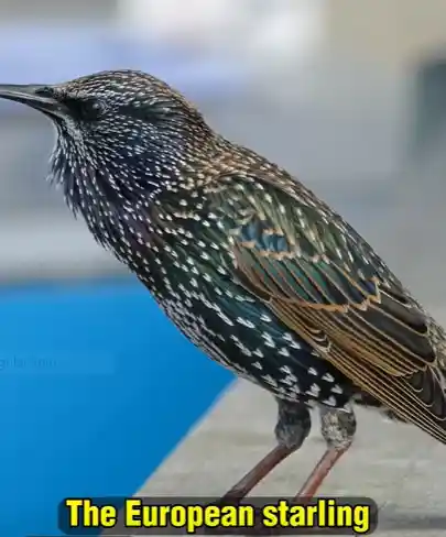 European Starling