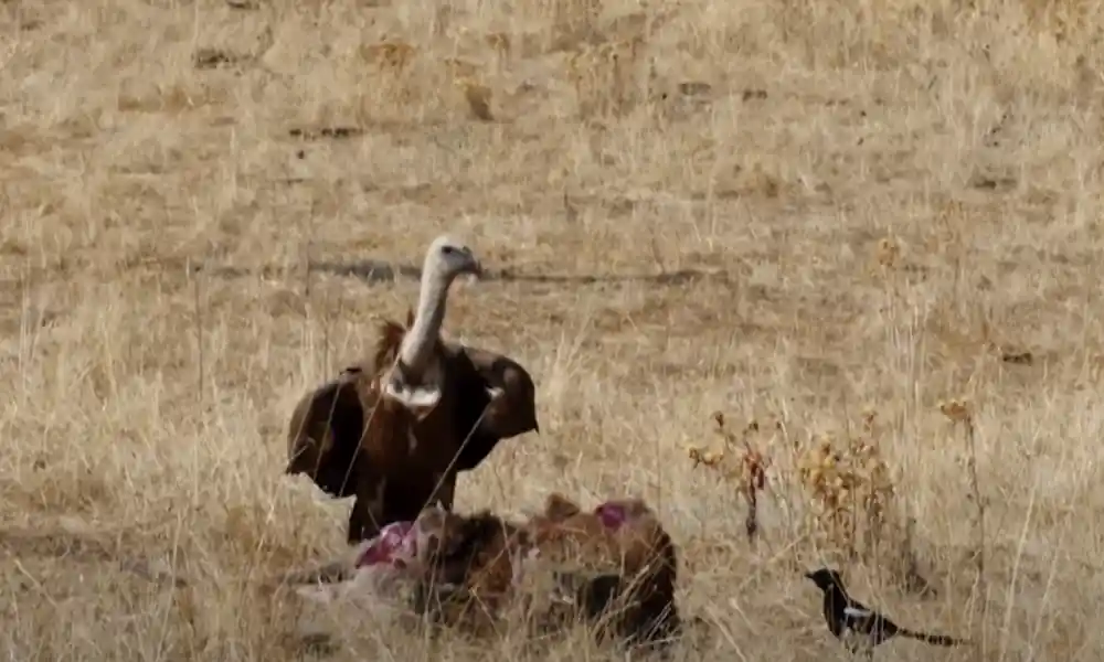 Black Vulture