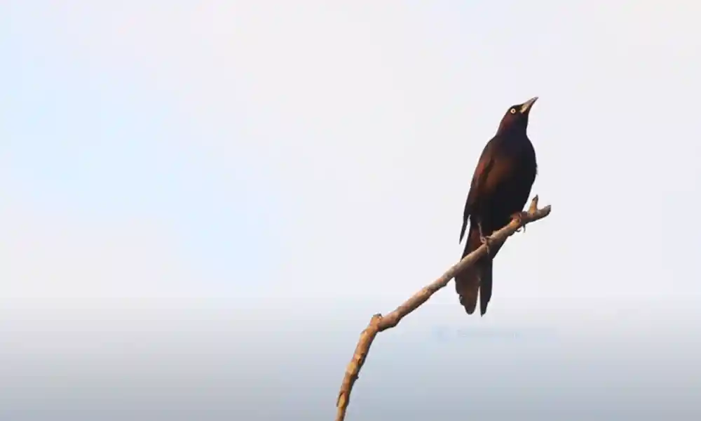 Common Grackle
