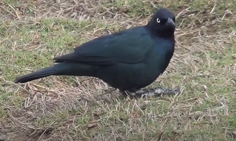 Brewer’s Blackbird