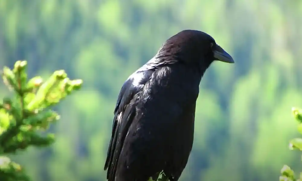 Are there crows in florida during the day
