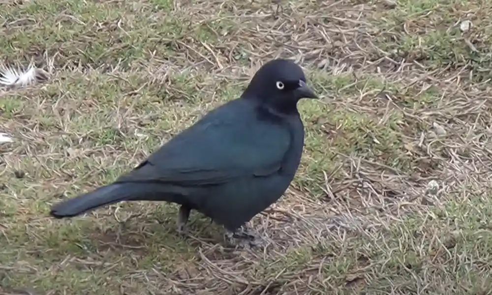 Brewer’s Blackbird