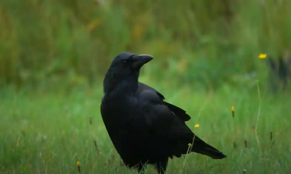 American Crow