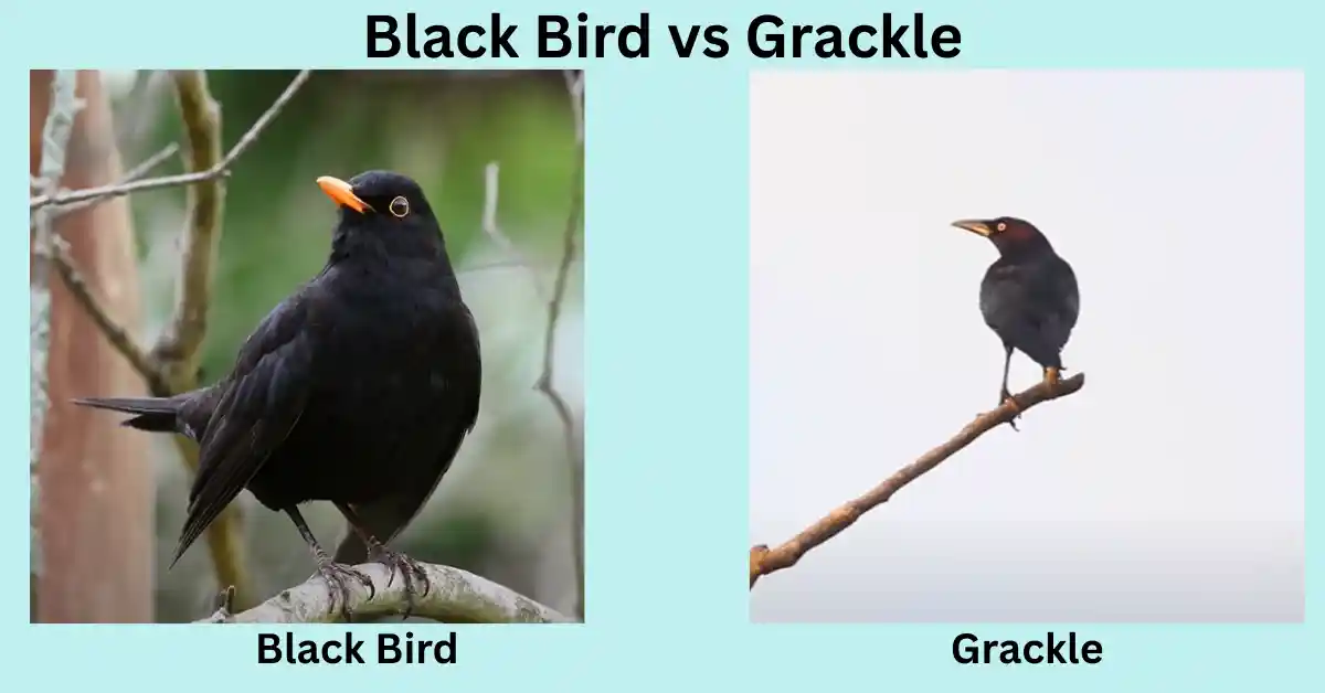 Black Bird vs Grackle