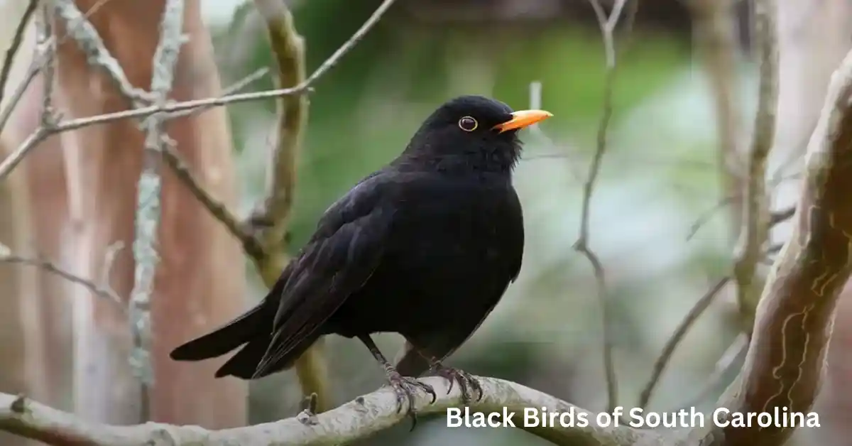 Black Birds of South Carolina