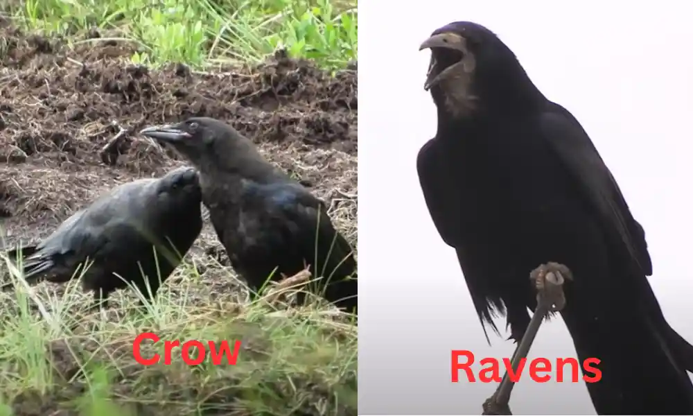 Crows and Ravens: What’s the Difference?
