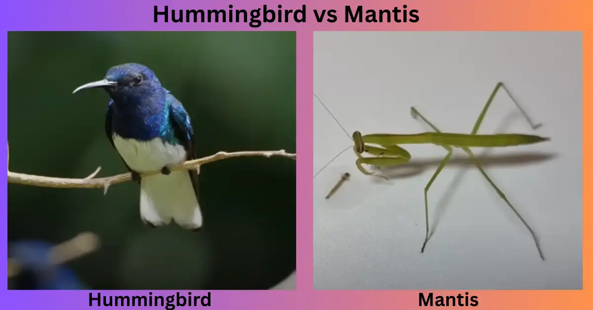 Hummingbird vs Mantis