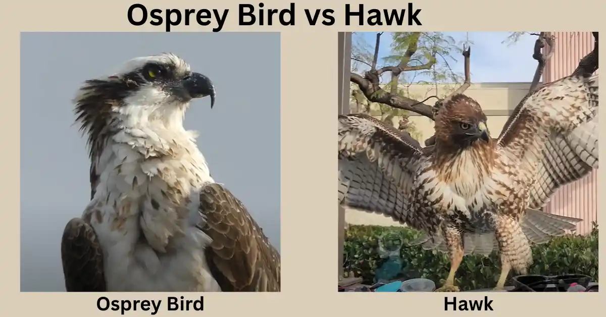 Osprey Bird vs Hawk