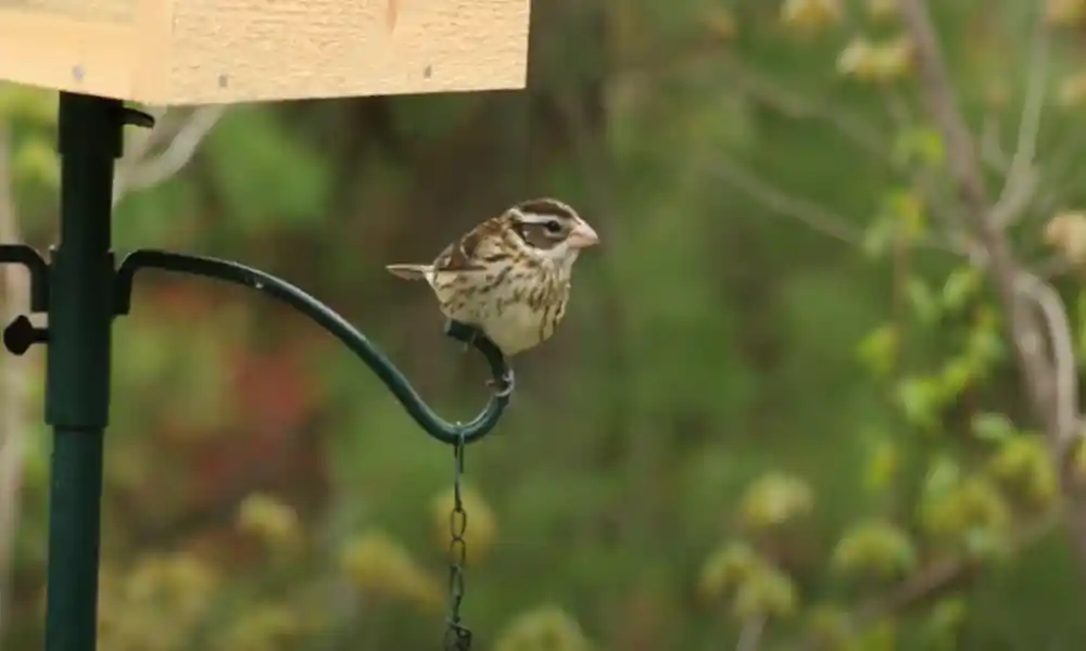 Female Grosbeak 