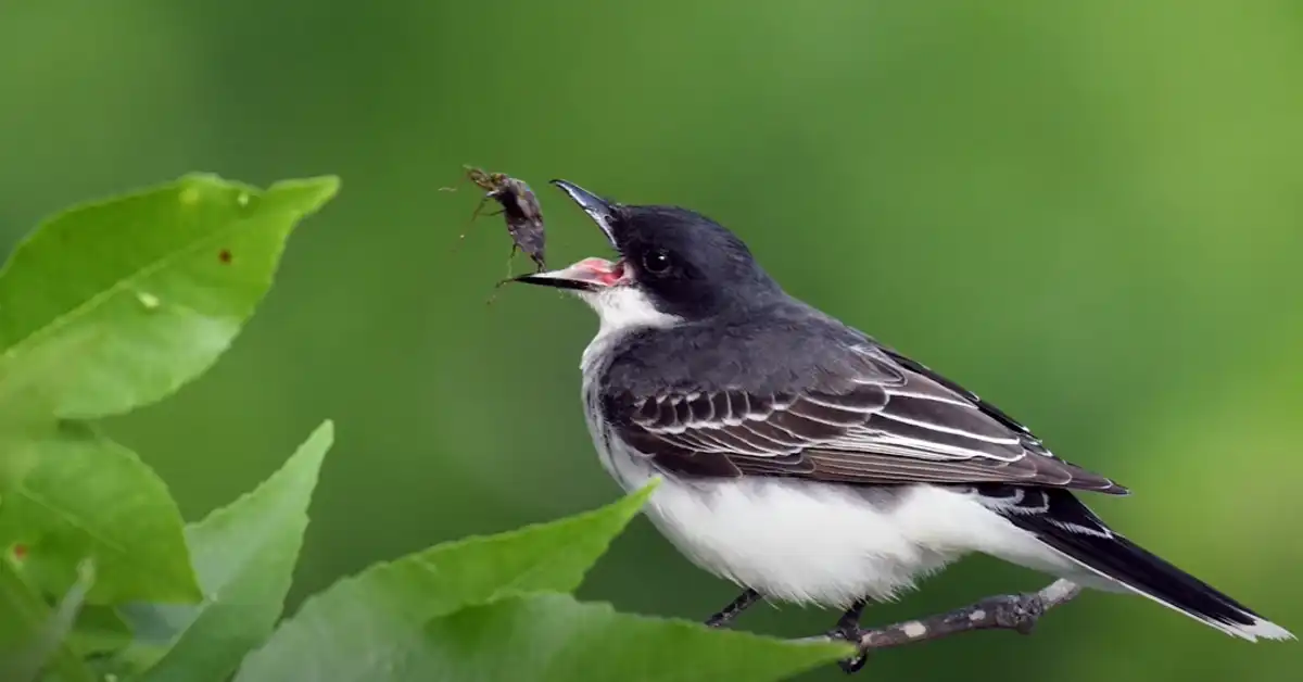 How Are Birds Helpful to Us
