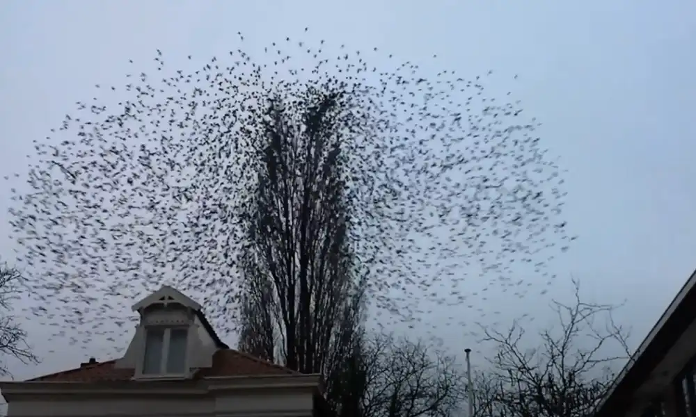 Why Do Birds Fly in Groups?