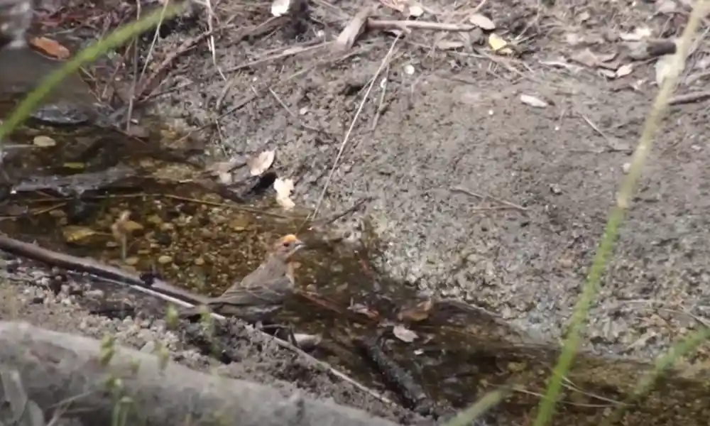Female Purple Finch