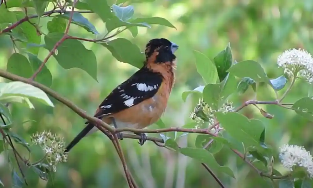 Black-Headed Grosbeak