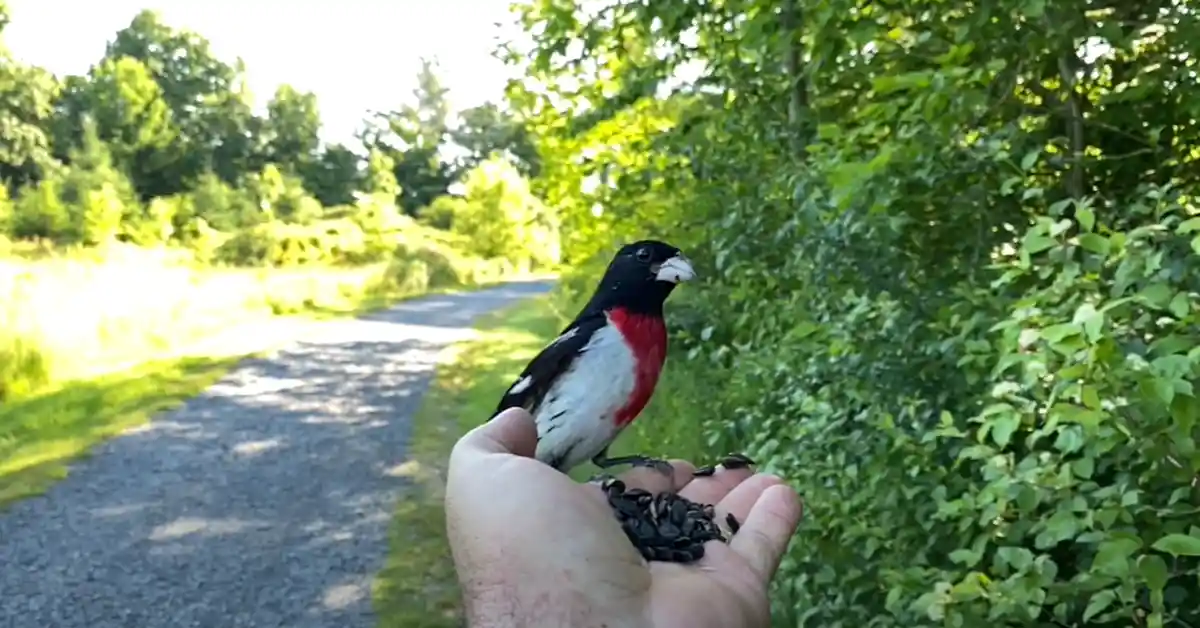 Bird Black and White Red Breast