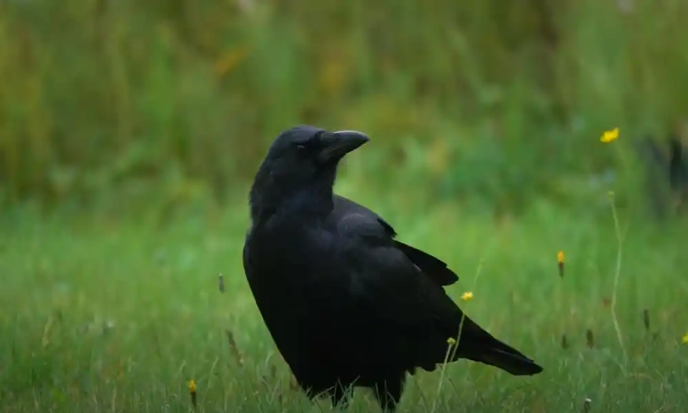 Are There Crows in Florida