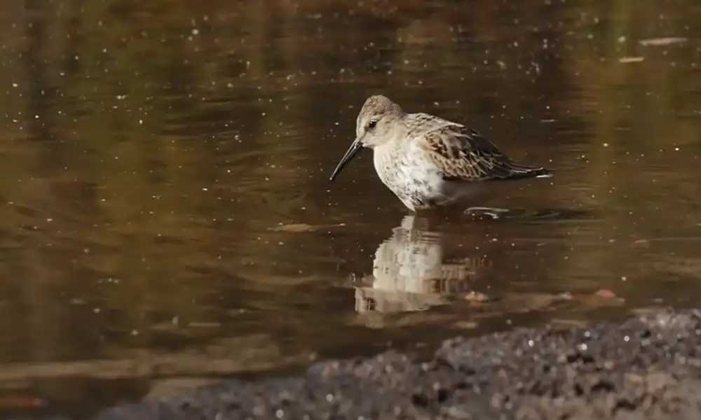 Why Are Birds Important to the Environment