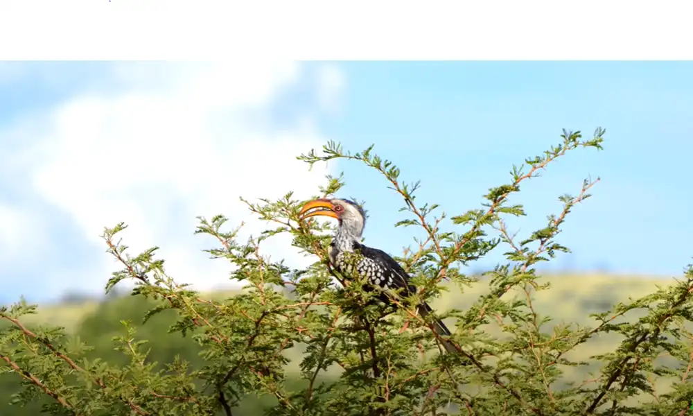 How Are Birds Helpful to Us Humans