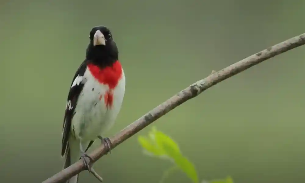 Rose-Breasted Grosbeak 