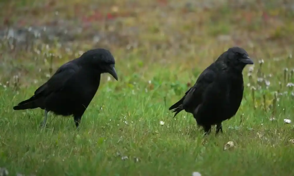 American crow