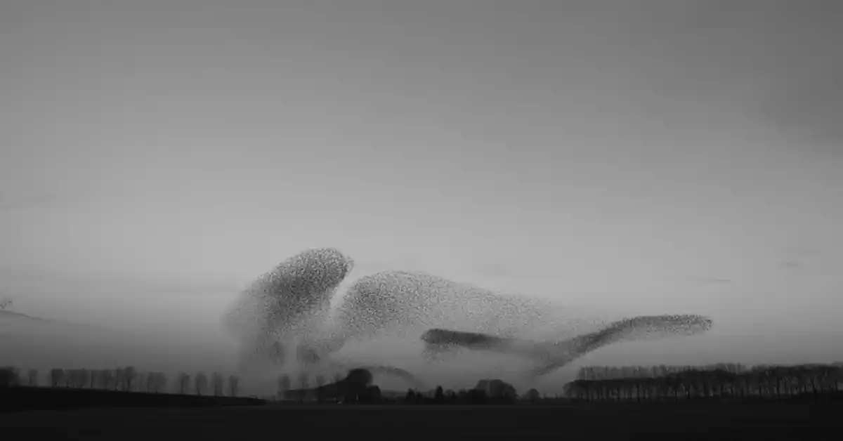 a Group of Birds Flying
