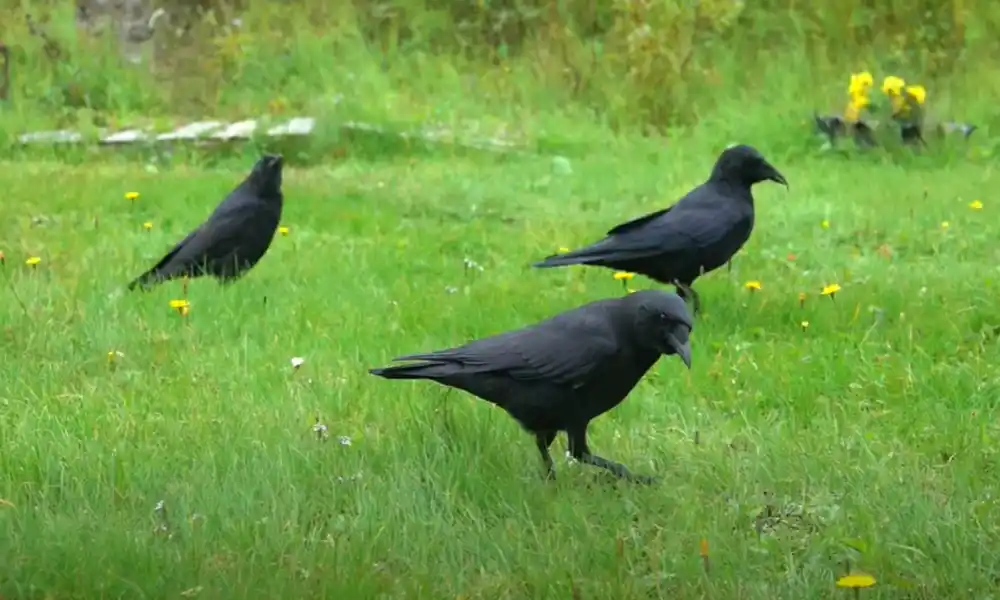 Are there crows in florida in the winter

