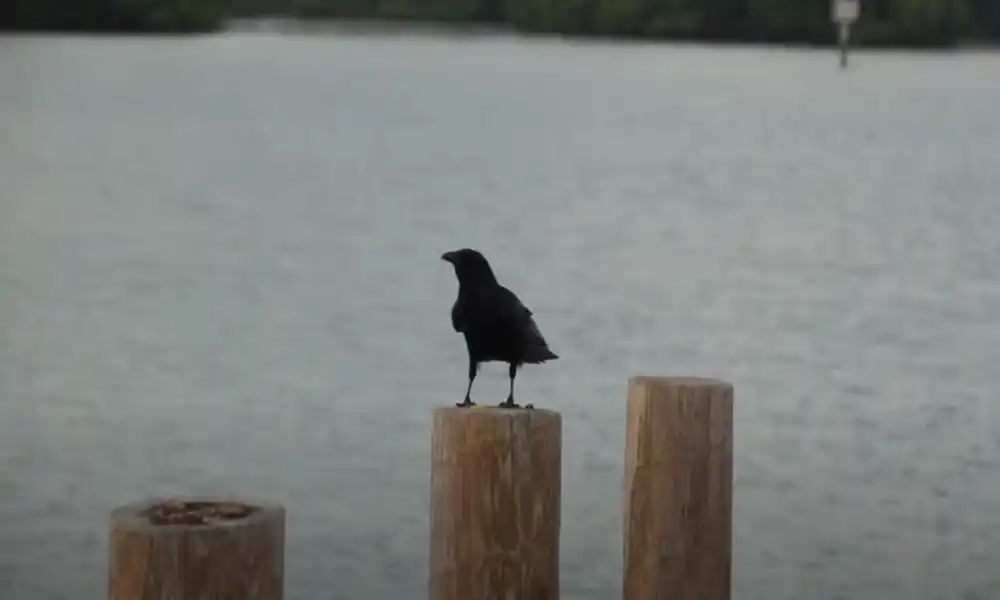 Fish crow