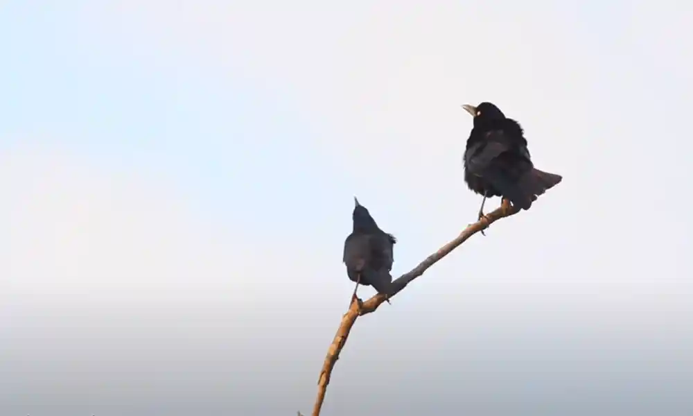 Grackle