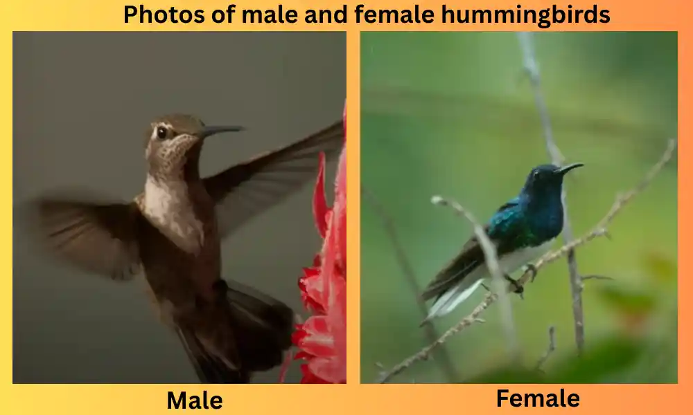 Photos of male and female hummingbirds