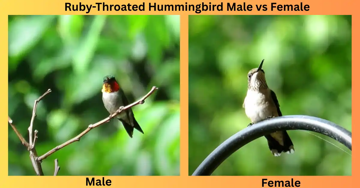 Ruby-Throated Hummingbird Male vs Female