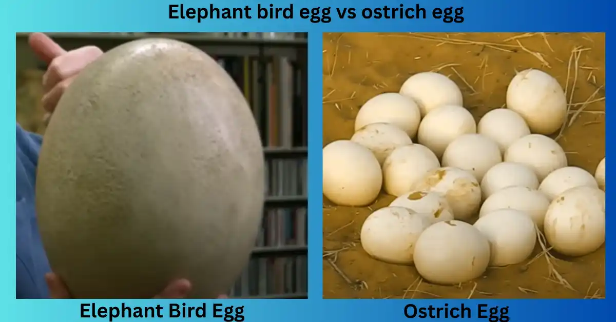 Elephant bird egg vs ostrich egg