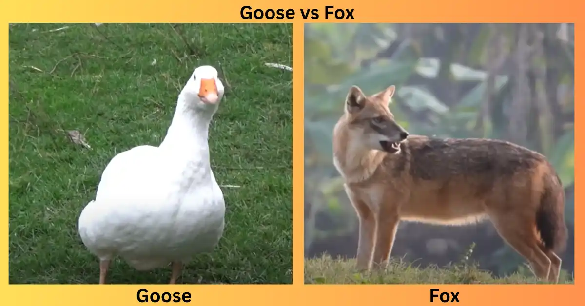 Goose vs Fox