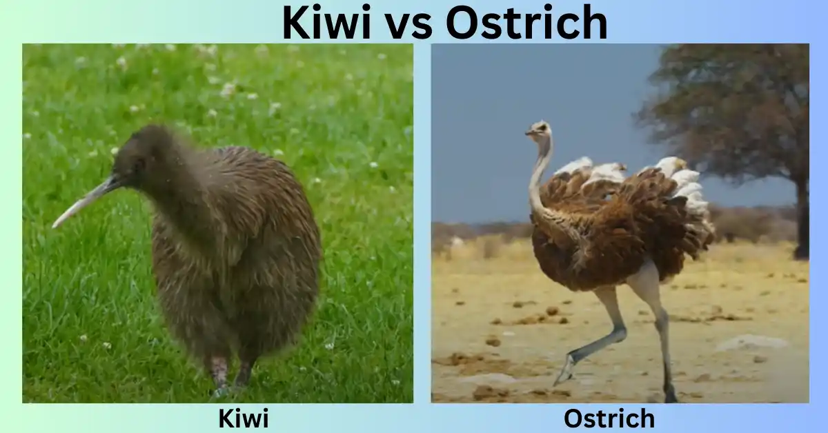 Kiwi vs Ostrich