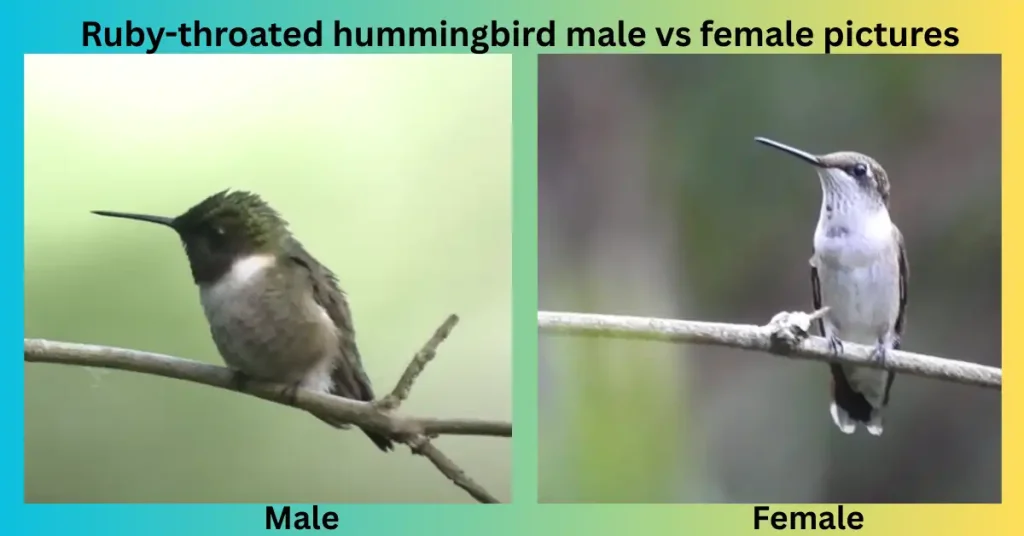 Ruby-throated hummingbird male vs female pictures
