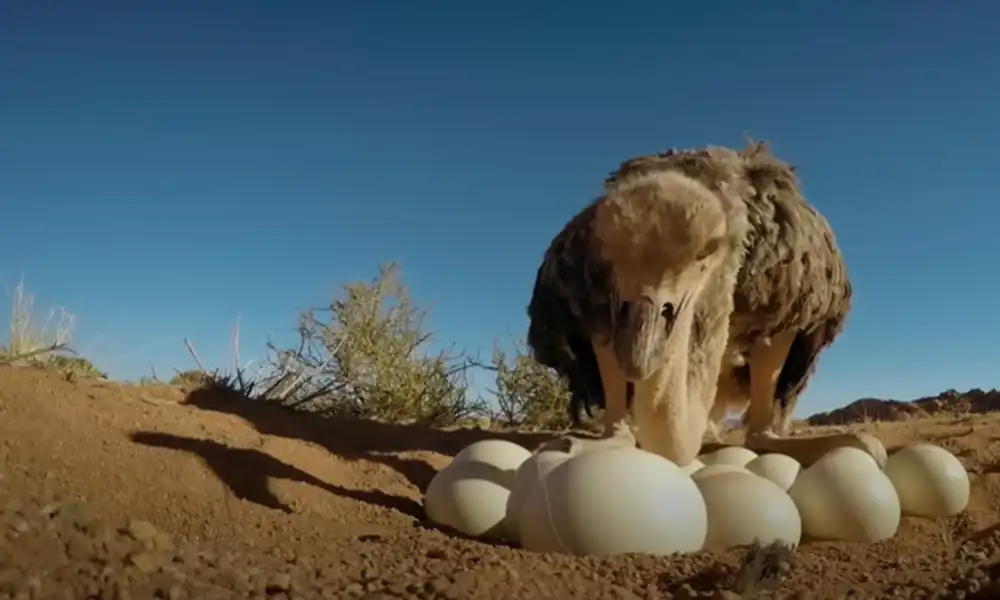 Ostrich eggs