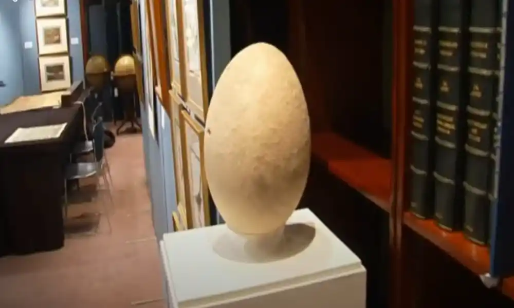 Elephant Bird Egg