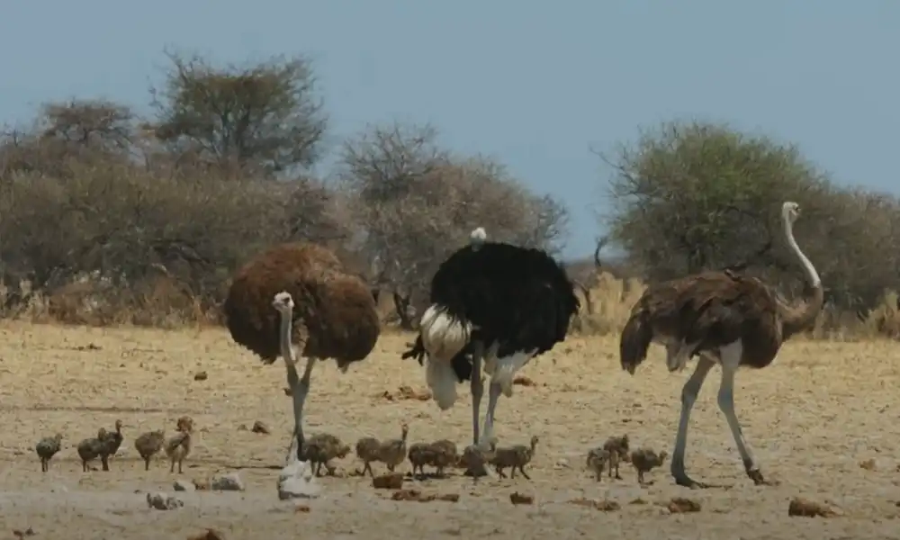 Ostrich