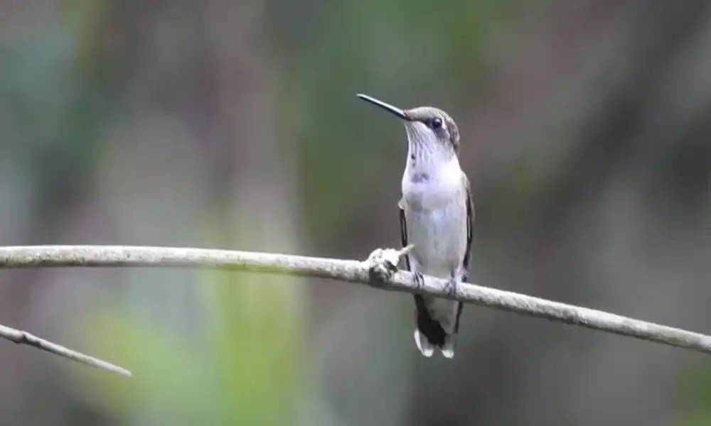 Female ruby-throated hummingbird pictures