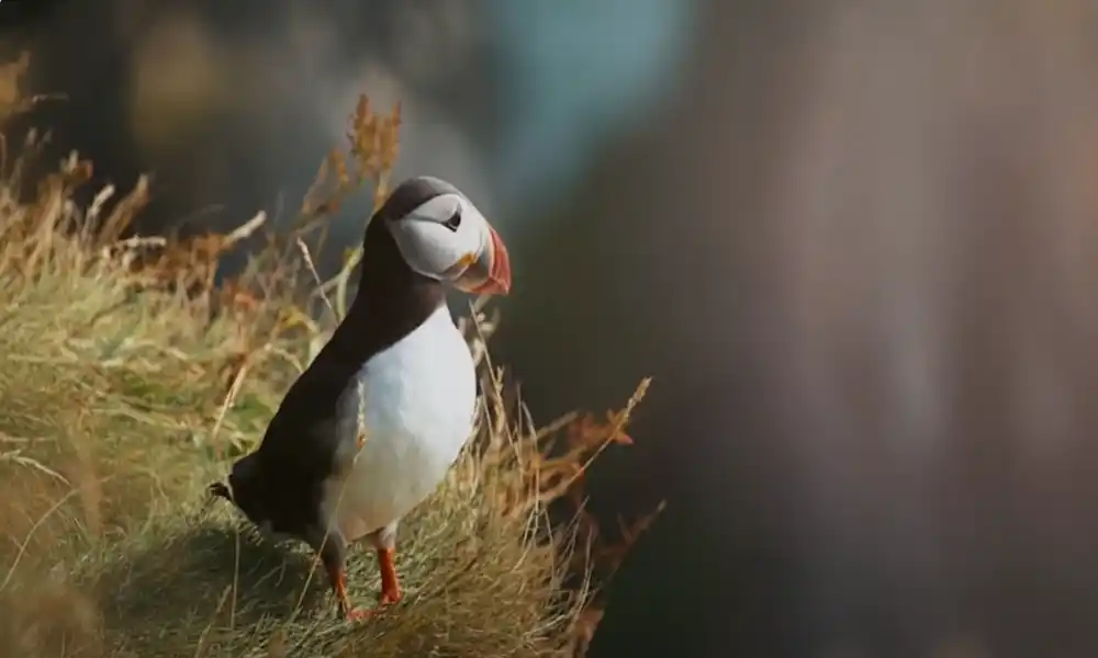 Atlantic Puffin
