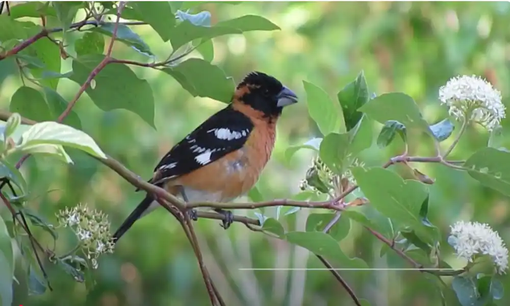 Black-headed Grosbeak