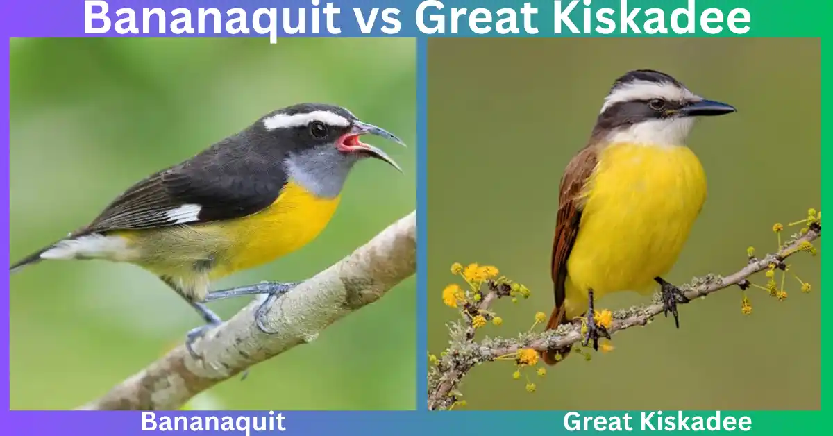 Bananaquit vs Great Kiskadee​