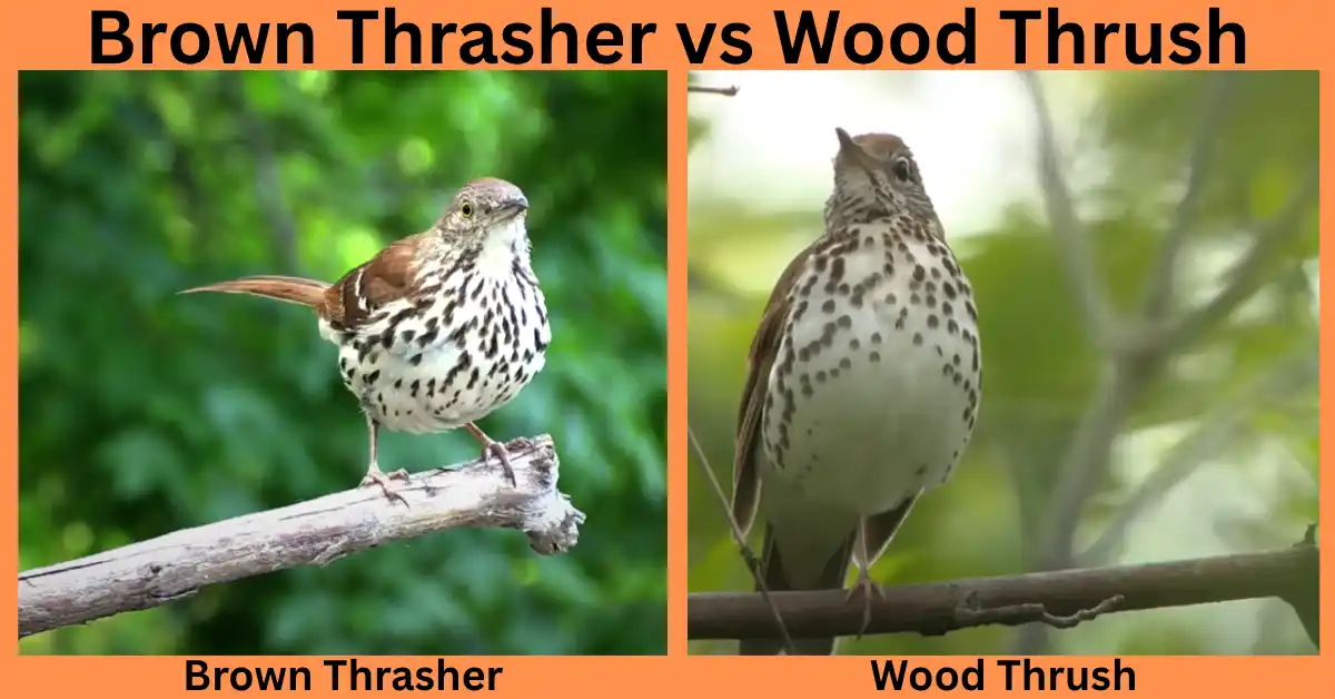 Brown Thrasher vs Wood Thrush